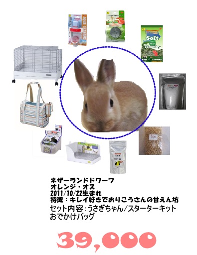 大阪 京都でうさぎ販売 うさぎホテル ペットシッターなら Rabbit N ラビットン