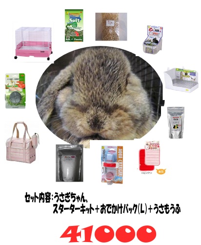 大阪,京都でうさぎ販売、うさぎホテル、ペットシッターなら Rabbit'n 