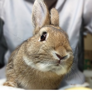 大阪 京都でうさぎ販売 うさぎホテル ペットシッターなら Rabbit N ラビットン